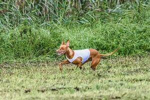 Cirneco dell etna dog running fast and chasing lure across green field at dog racing competion photo