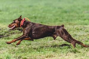Dobermann dog lifted off the ground during the dog racing competition running straight into camera photo