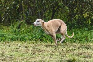 Whippet dog running fast straight at full speed straight on camera photo