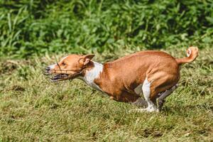 Basenji dog moment of running and flying in green field at full speed photo