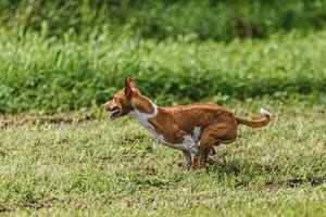 Basenji dog running fast and chasing lure across green field at dog racing competion photo
