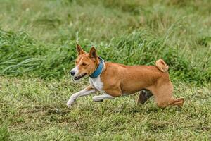 Basenji dog running fast and chasing lure across green field at dog racing competion photo