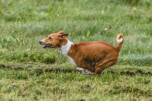 Basenji dog running fast and chasing lure across green field at dog racing competion photo