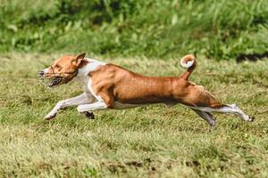 Basenji dog moment of running and flying in green field at full speed photo