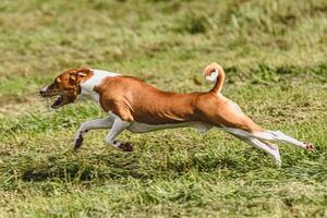 Basenji dog moment of running and flying in green field at full speed photo