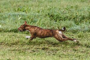 Basenji dog running fast and chasing lure across green field at dog racing competion photo