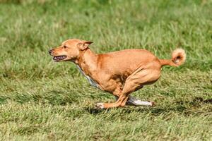 Basenji dog catching lure in the field at coursing and racing competition photo