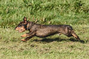 Dog running in green field and chasing lure at full speed on coursing competition photo