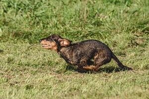 Dog running in green field and chasing lure at full speed on coursing competition photo