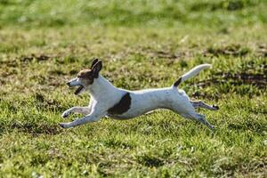 Dog running in green field and chasing lure at full speed on coursing competition photo