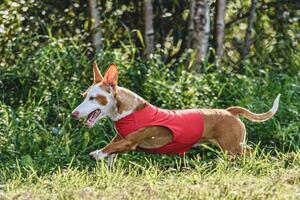 Dog running in green field and chasing lure at full speed on coursing competition photo