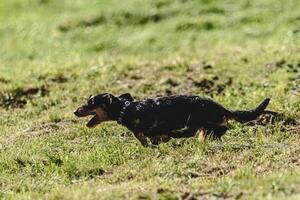 Dog running in green field and chasing lure at full speed on coursing competition photo