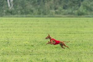 Cirneco dell etna dog running in red jacket on green field in summer photo