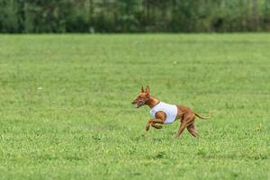 Pharaoh hound dog running in white jacket on green field in summer photo