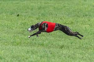 Whippet sprinter dog running in red jacket on green field in summer photo
