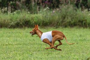 Pharaoh hound dog running in white jacket on green field in summer photo