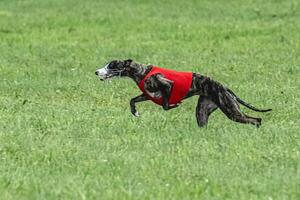 Whippet sprinter dog running in red jacket on green field in summer photo