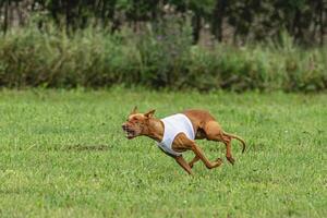Pharaoh hound dog running in white jacket on green field in summer photo