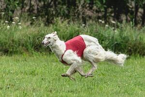 Borzoi dog running in red jacket on green field in summer photo