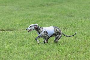 Whippet sprinter dog running in white jacket on green field in summer photo