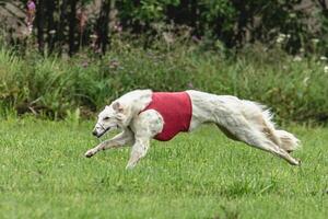 Borzoi dog running in red jacket on green field in summer photo
