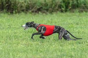 Whippet sprinter dog running in red jacket on green field in summer photo