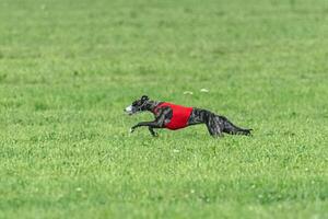 Whippet sprinter dog running in red jacket on green field in summer photo