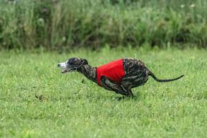 Whippet sprinter dog running in red jacket on green field in summer photo