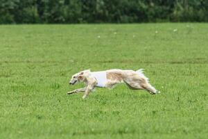 Borzoi dog running in white jacket on green field in summer photo