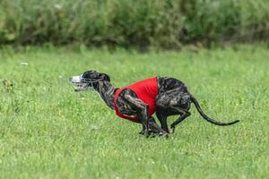 Whippet sprinter dog running in red jacket on green field in summer photo