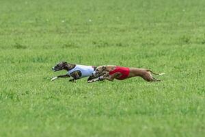 Whippet sprinter dogs running in red and white jackets on green field in summer photo