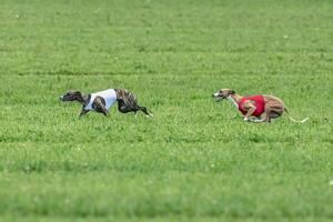 Whippet sprinter dogs running in red and white jackets on green field in summer photo