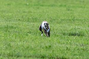 Whippet sprinter dog running in white jacket on green field in summer photo