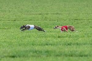 Whippet sprinter dogs running in red and white jackets on green field in summer photo