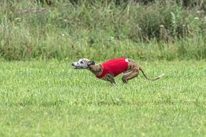 Whippet sprinter dog running in red jacket on green field in summer photo