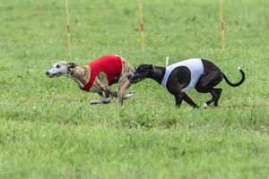 Whippet sprinter dogs running in red and white jackets on green field in summer photo