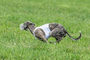 Whippet sprinter dog running in white jacket on green field in summer photo