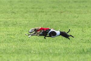 Whippet sprinter dogs running in red and white jackets on green field in summer photo