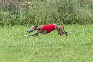 Whippet sprinter dog running in red jacket on green field in summer photo