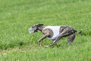 Whippet sprinter dog running in white jacket on green field in summer photo