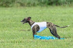 Whippet sprinter dog running in white jacket on green field in summer photo