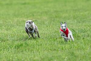 Whippet sprinter dogs running in red and white jackets on green field in summer photo