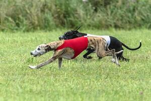 Whippet sprinter dogs running in red and white jackets on green field in summer photo