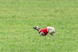 Whippet sprinter dog running in red jacket on green field in summer photo