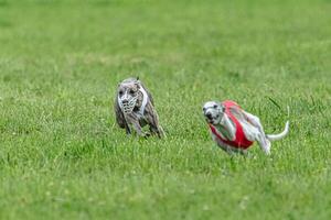 Whippet sprinter dogs running in red and white jackets on green field in summer photo