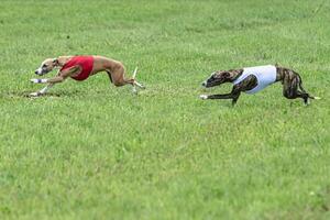 Whippet sprinter dogs running in red and white jackets on green field in summer photo