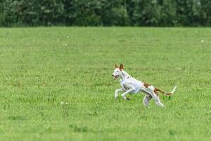 Podengo dog running in white jacket on green field in summer photo
