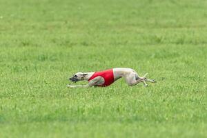 Whippet sprinter dog running in red jacket on green field in summer photo