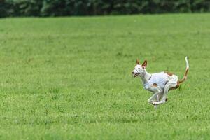 Podengo dog running in white jacket on green field in summer photo