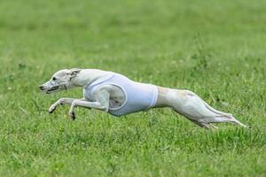 Whippet sprinter dog running in white jacket on green field in summer photo